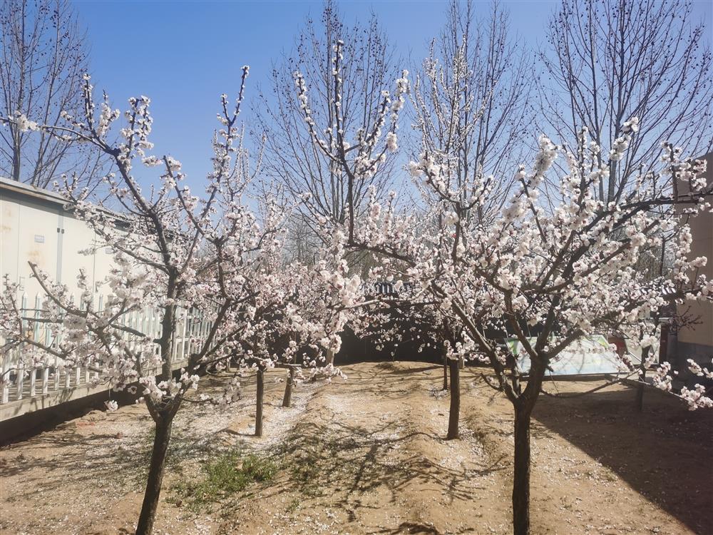 杏花园