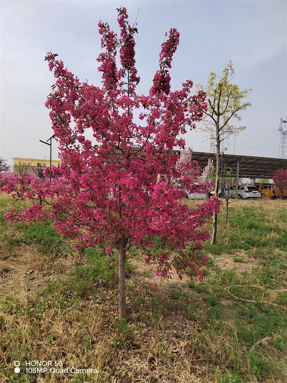 春暖花开
