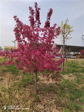 春暖花开
